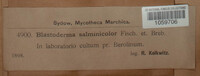 Sporobolomyces salmonicolor image